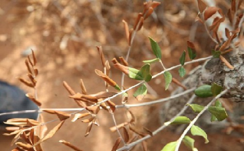 Oliveira de Azemis